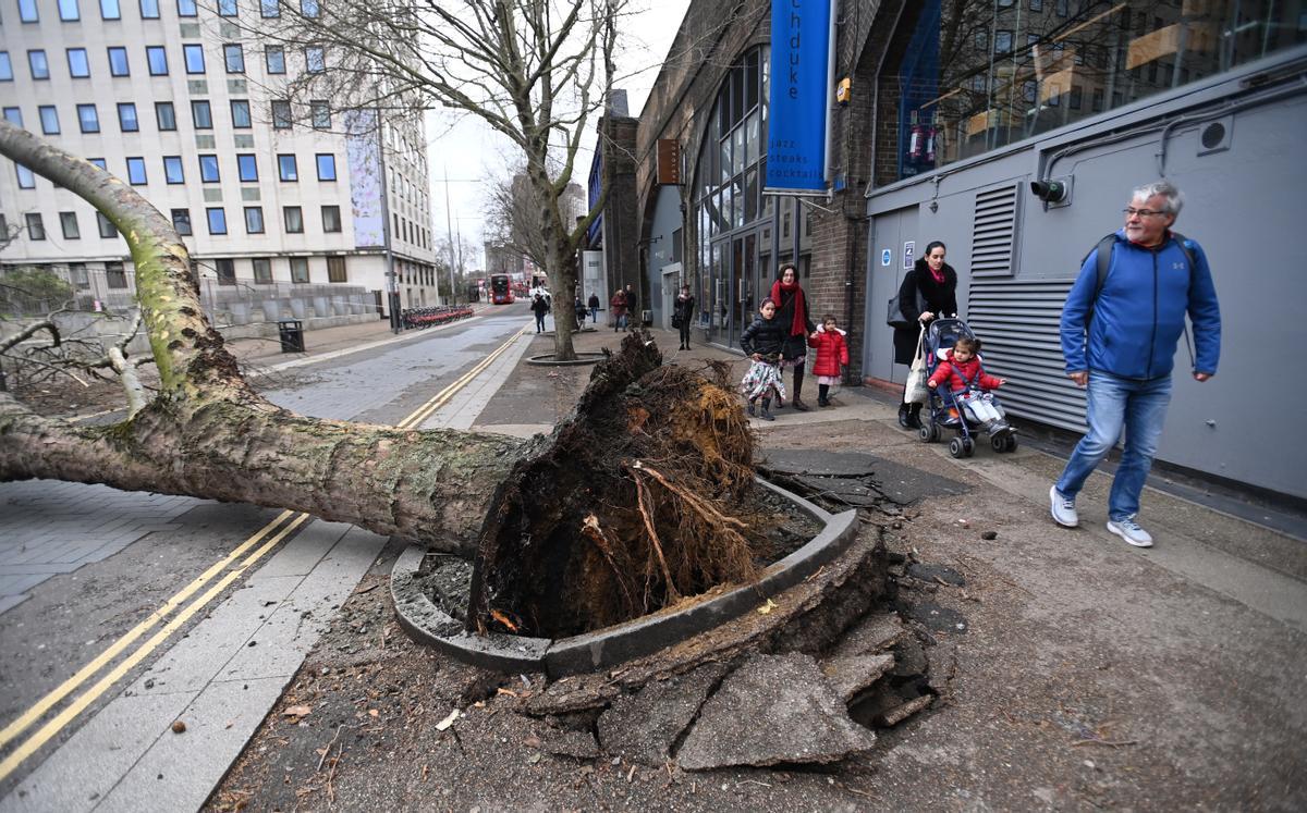 Árbol caído por la tormenta Eunice en Londres