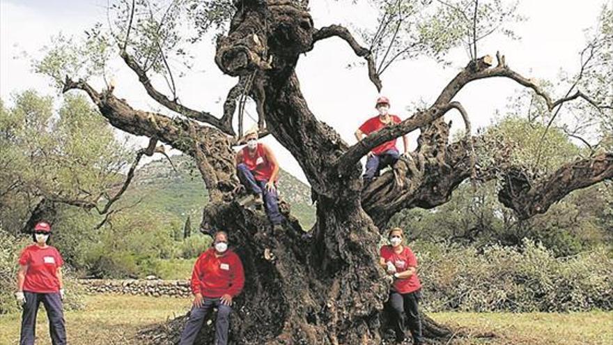 Ruta en Figueroles por olivos milenarios