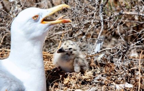 Las gaviotas atacan en la isla de Benidorm