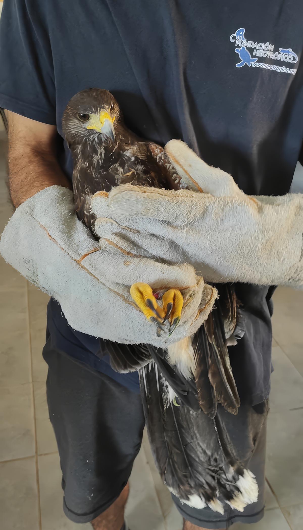 Ave localizada en San Miguel de Abona.