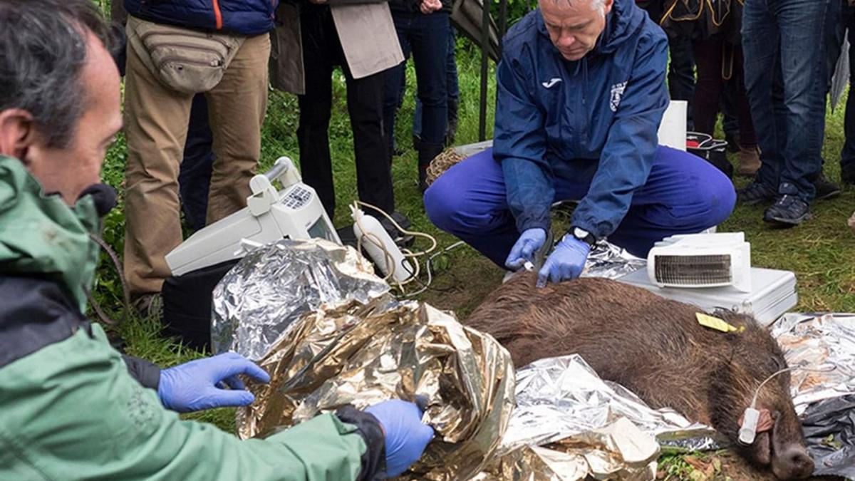 Prova pilot per controlar la fertilitat de senglars al Parc de Sant Llorenç del Munt i l’Obac. | DIPUTACIÓ DE BARCELONA