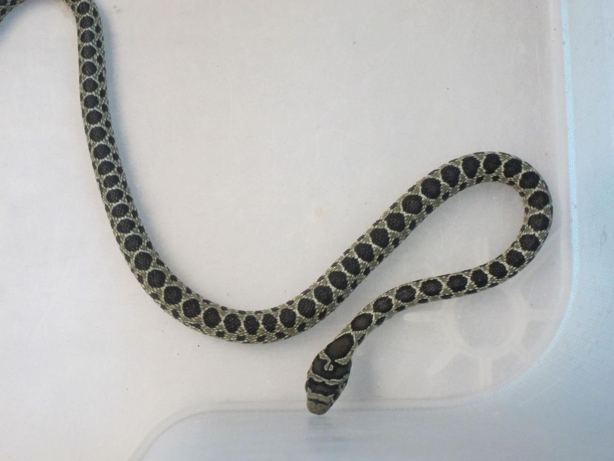 Eine auf Mallorca gefangene Hufeisennatter (auf Spanisch: Serpiente de herradura)