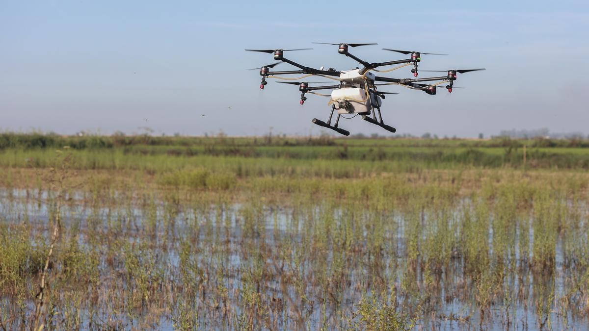 Un dron interviene en la campaña para el tratamiento contra los mosquitos que propagan el virus del Nilo Occidental (VNO) sobre un arrozal. A 13 de agosto de 2024, en La Puebla del Río, Sevilla