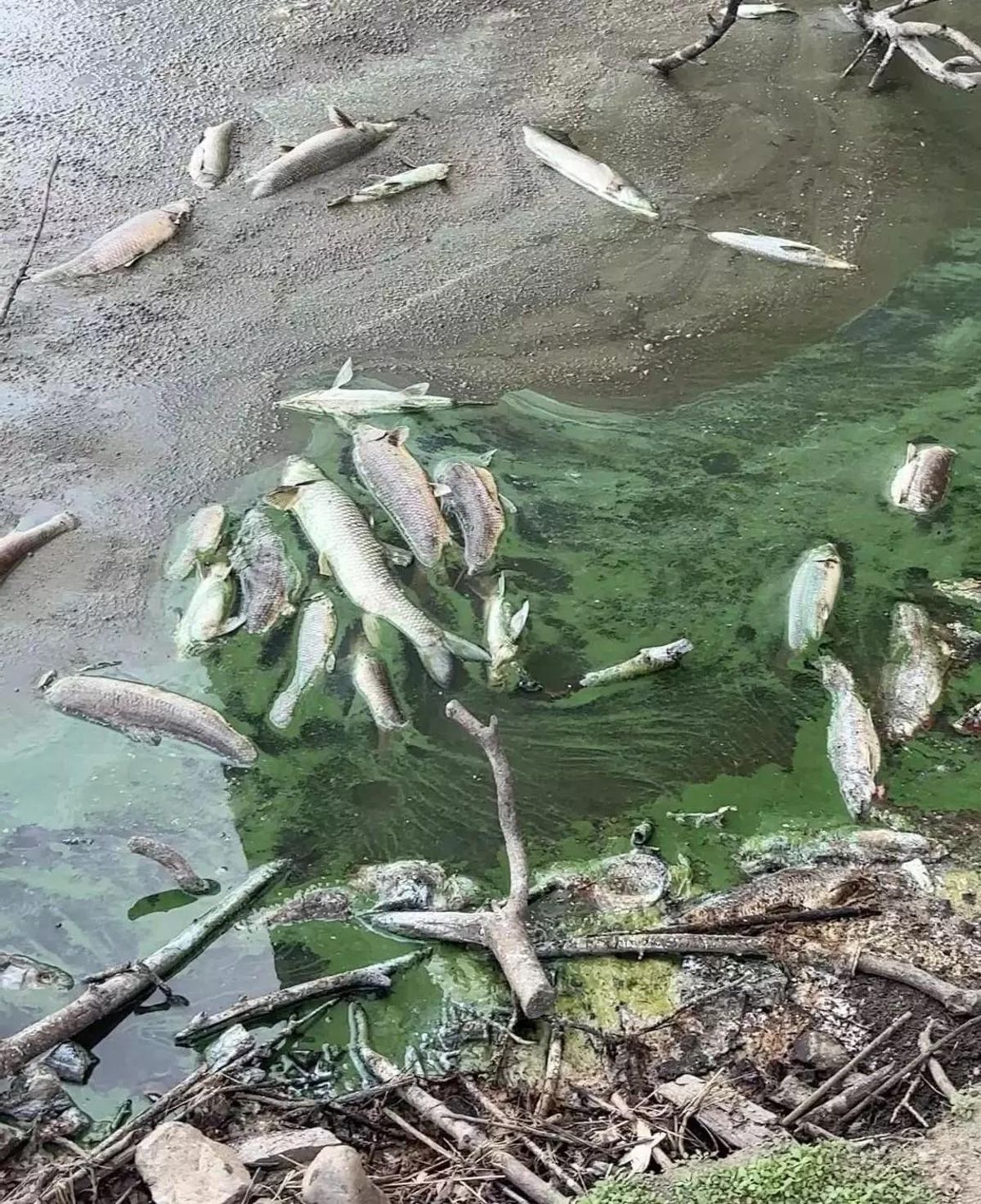 Peces muertos por el vaciado del embalse
