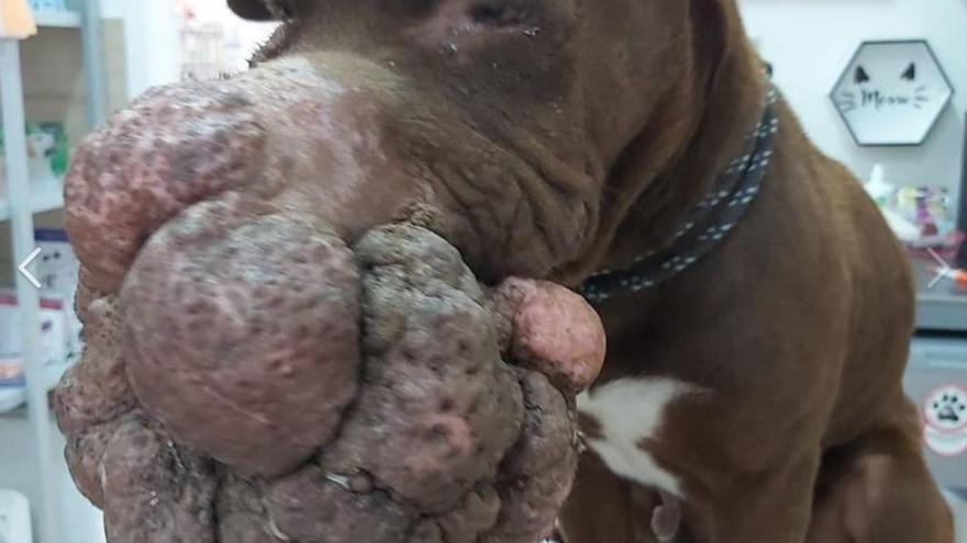 Abandonada una perra con un enorme tumor en el hocico en Telde