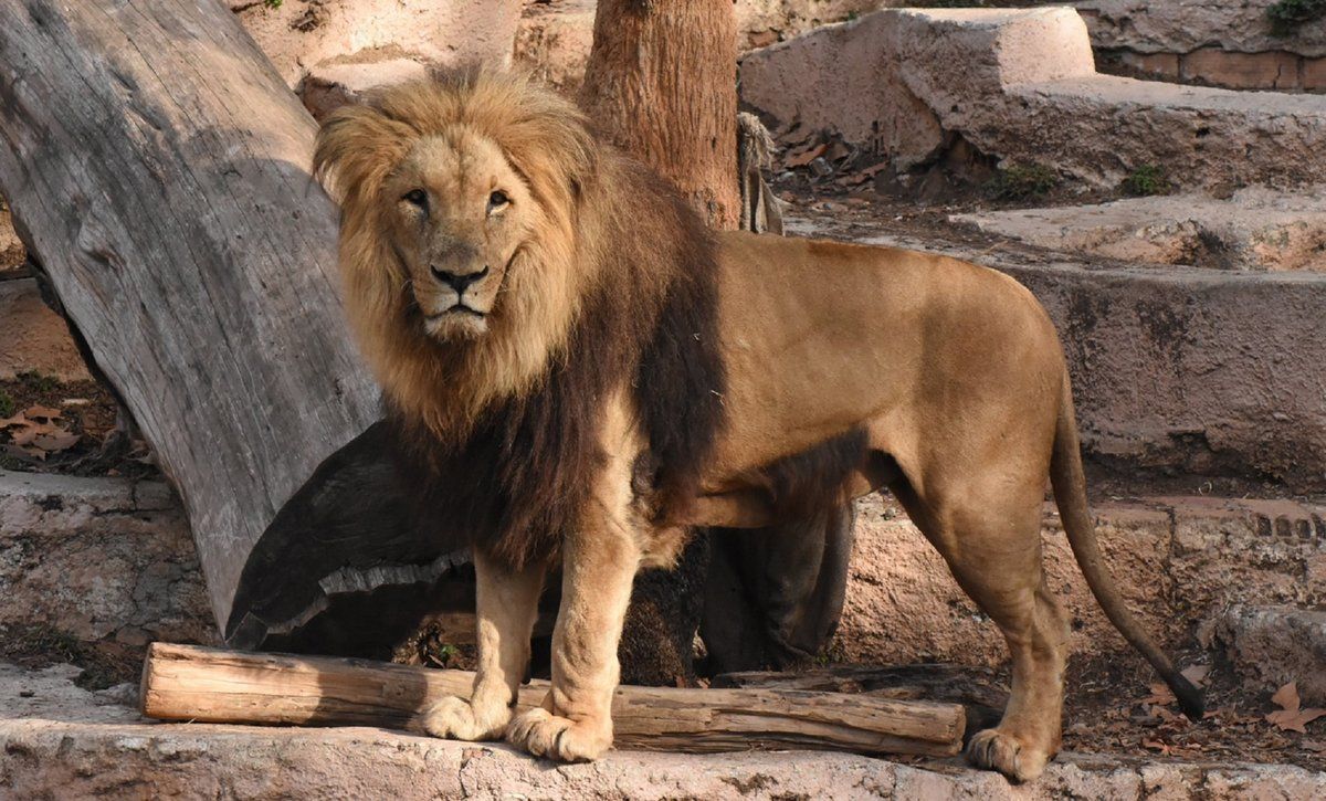 La Covid-19 llega hasta el zoo de Barcelona: leones y cuidadores, infectados