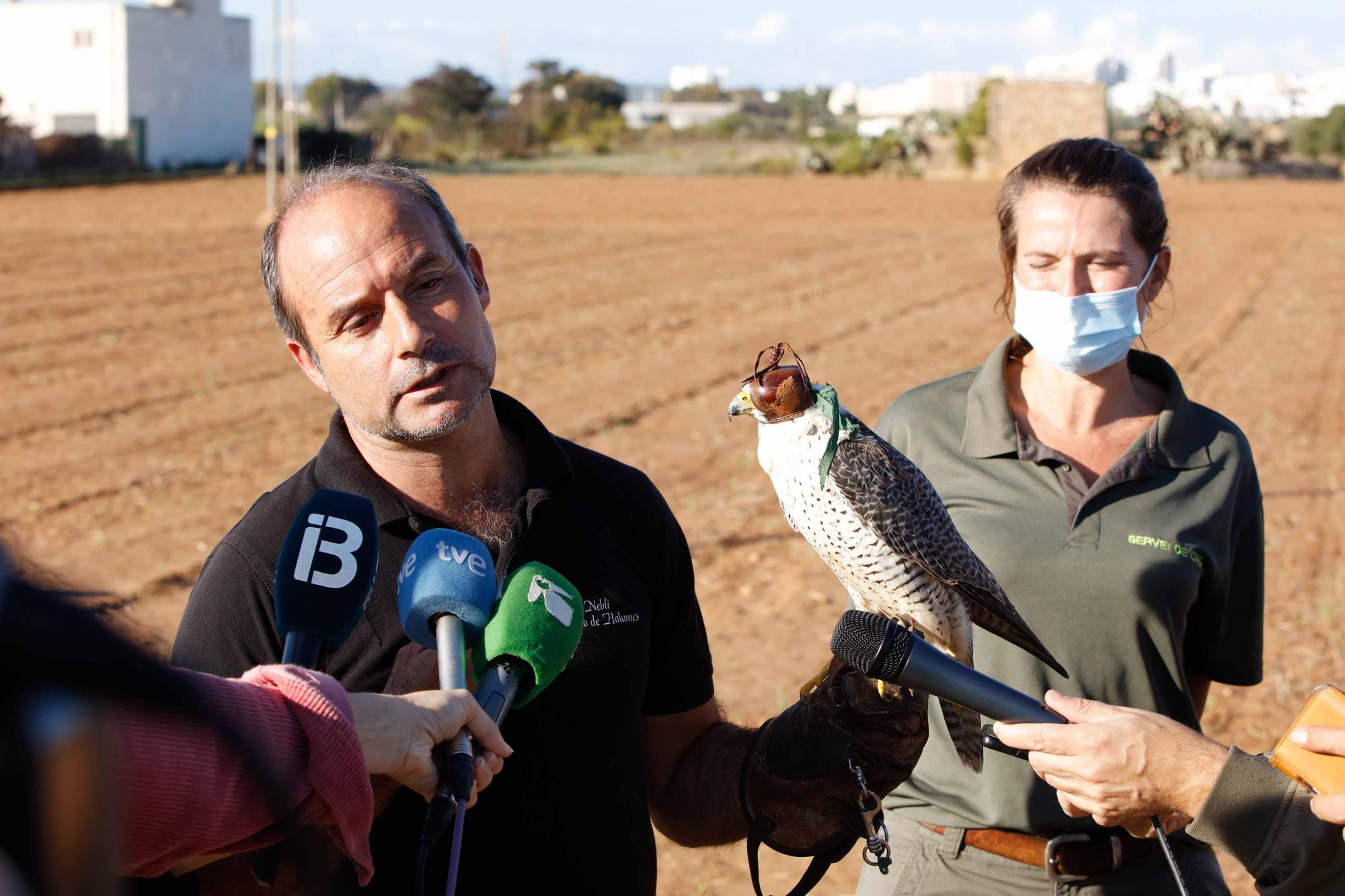 Halcones contra torcaces en Ibiza