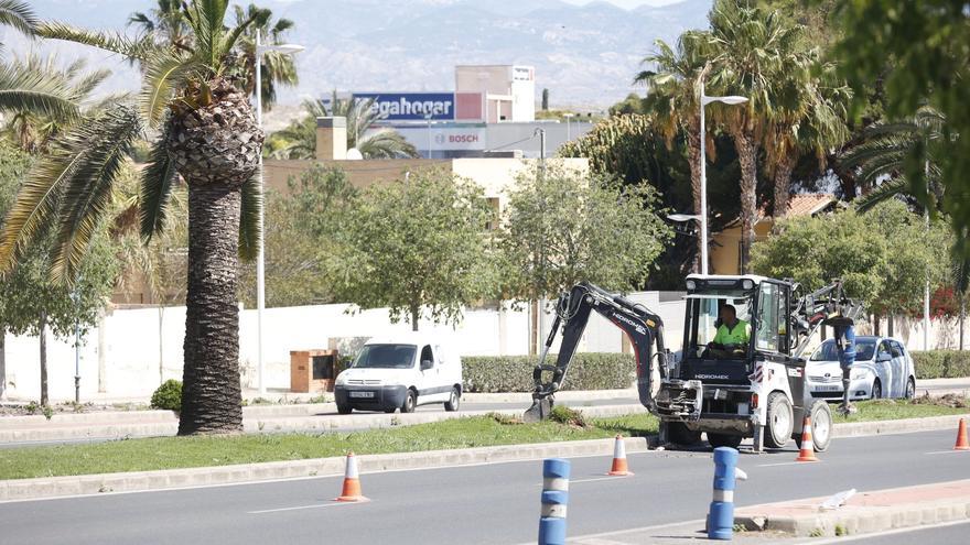 ¿Qué pasa con las palmeras de la avenida de Dénia de Alicante?