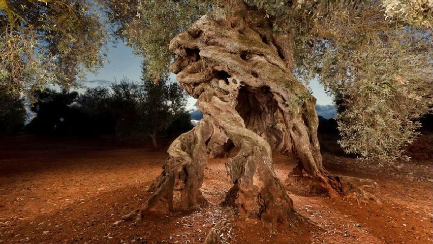 Descubre con estas rutas los más de 1.100 olivos milenarios de Canet lo Roig
