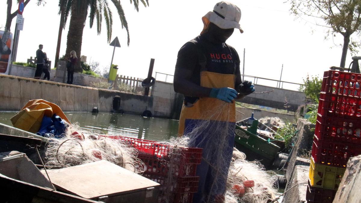 Un pescador d'El Palmar treu el peix de la xarxa