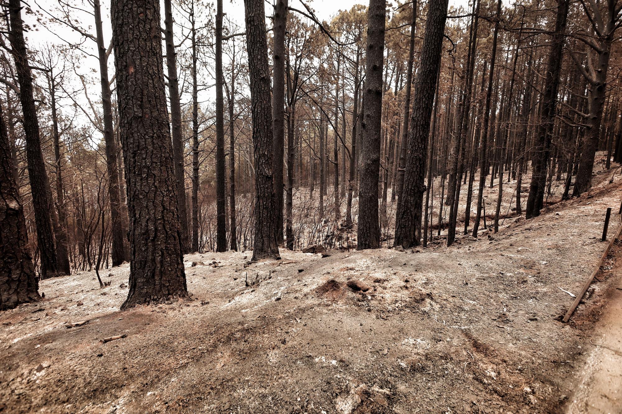 Evolución del incendio en Tenerife