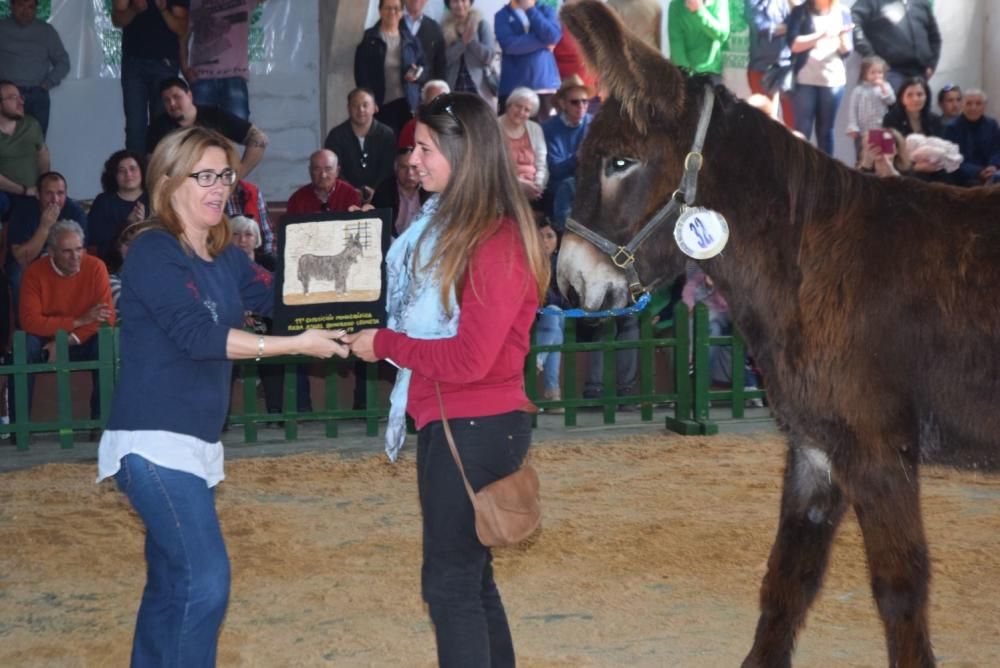 Feria del Burro y romería en San Vitero de Aliste