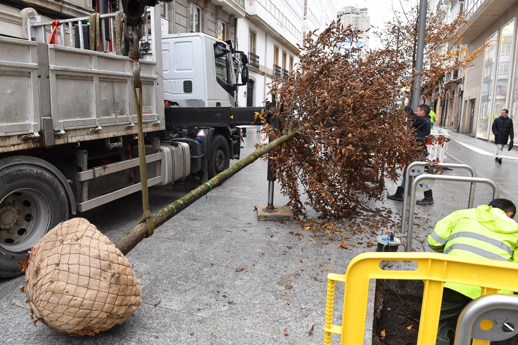 Árboles para peatonalizar calle Compostela