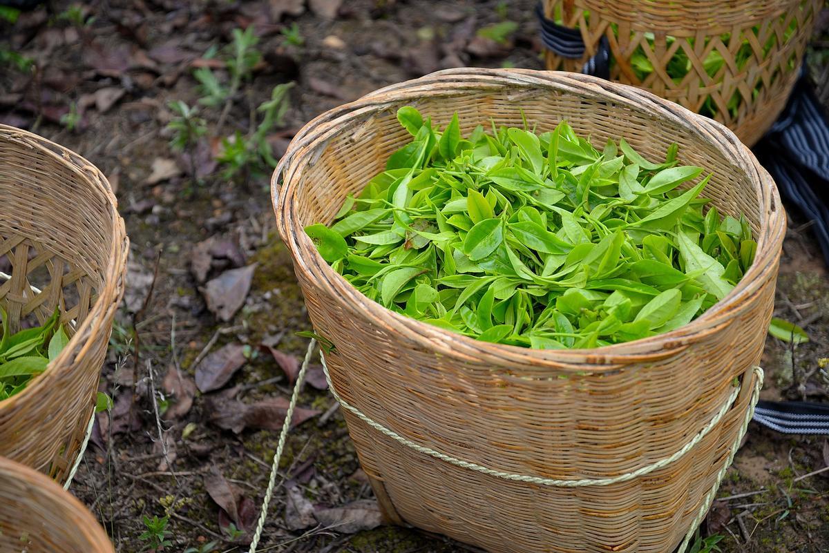 La planta del té puede cultivarse en casa.