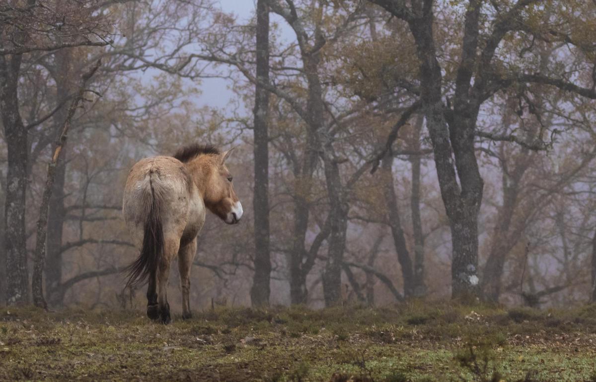 Un ejemplar en la finca de Guadalajara