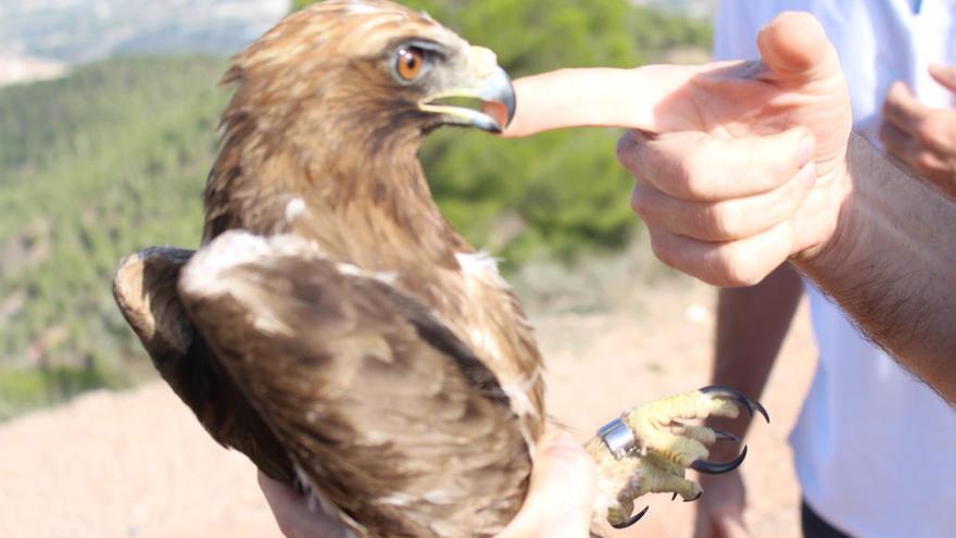 El Centro de Recuperación de El Valle trata a una docena de águilas en lo que va de año