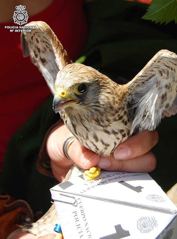 Recuperación de 22 aves protegidas en Badajoz