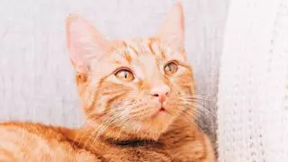 No es que sea vago: esto es lo que realmente significa que tu gato no quiera moverse