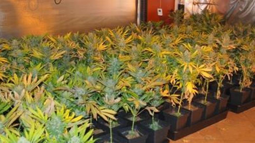 Els Mossos desmantellen un punt de cultiu de marihuana a Sant Salvador de Guardiola