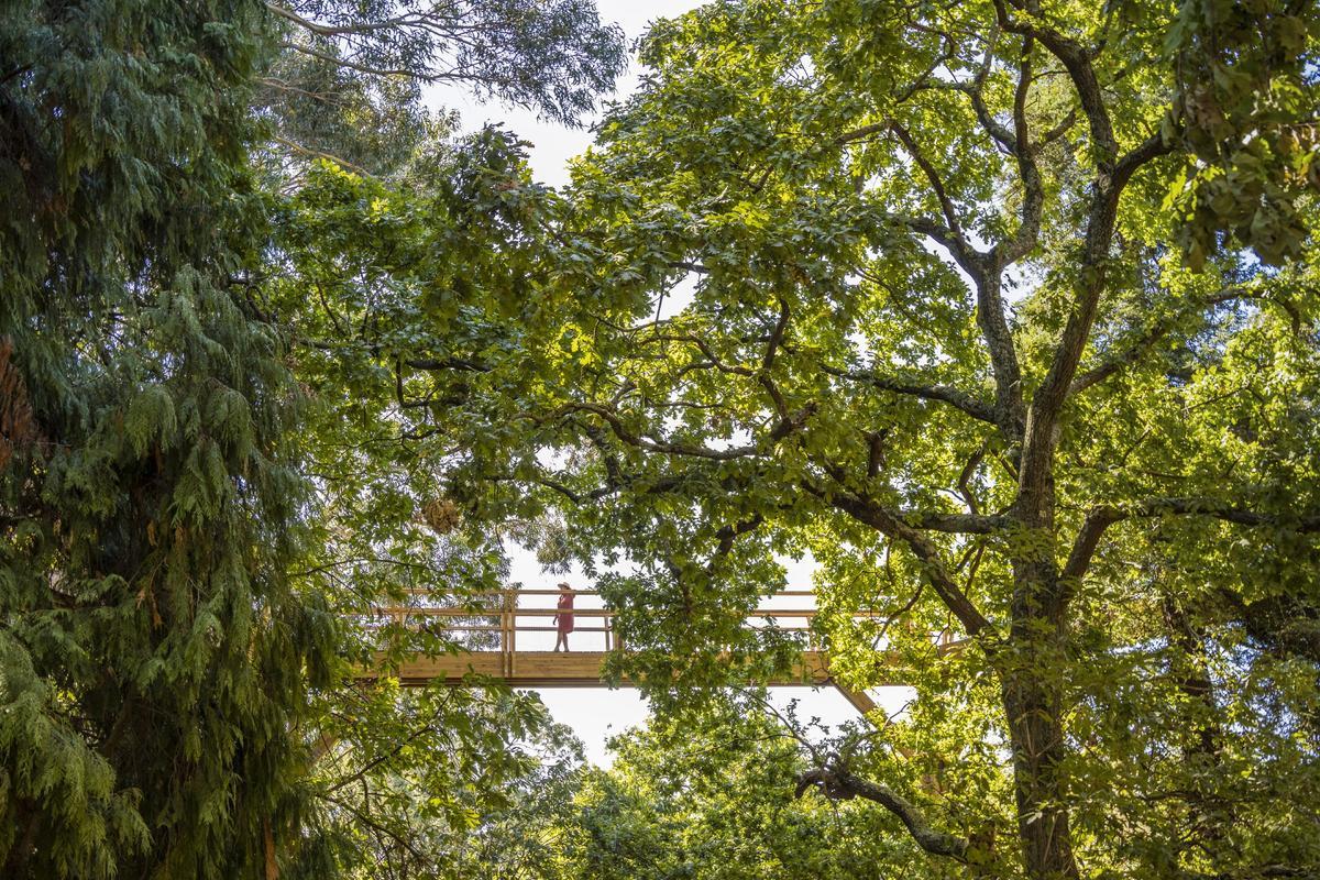 Vista del Treetop Walk de la Fundación Serralves.