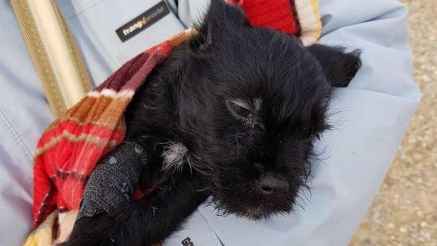 Dos investigados por abandonar en la calle a un cachorro enfermo