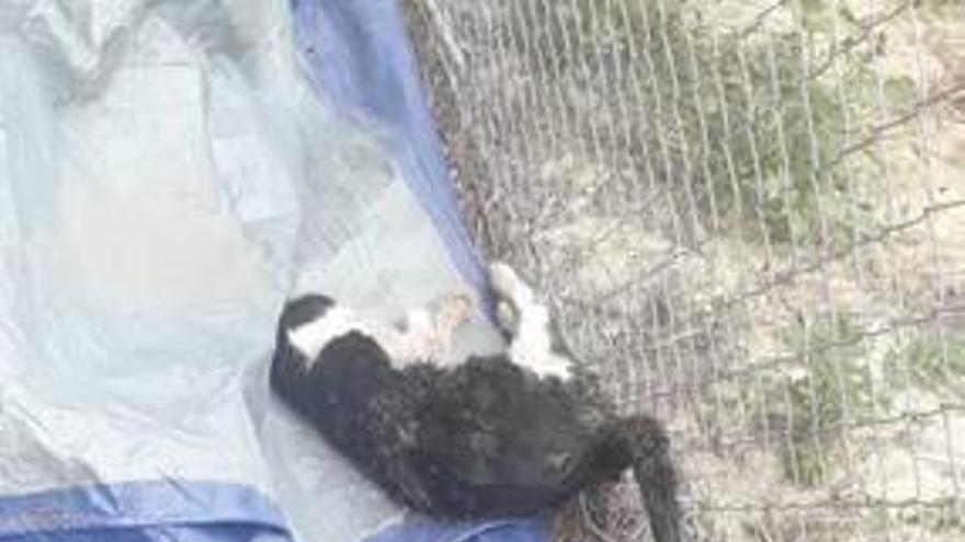 La Guardia Civil investiga muertes intencionadas de gatos en la Vega Baja