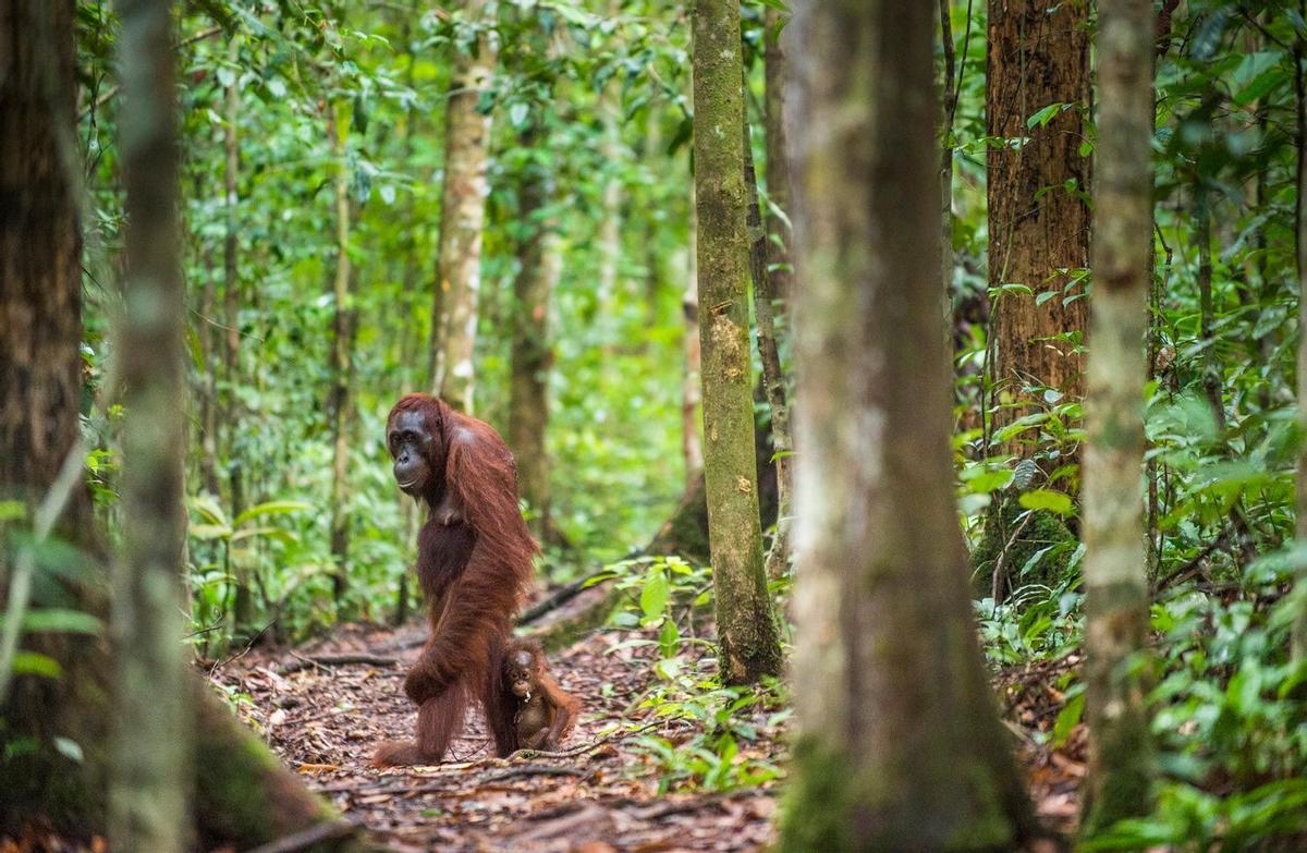orangutan de pie