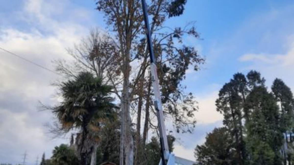 Retirada de un nido de velutina.