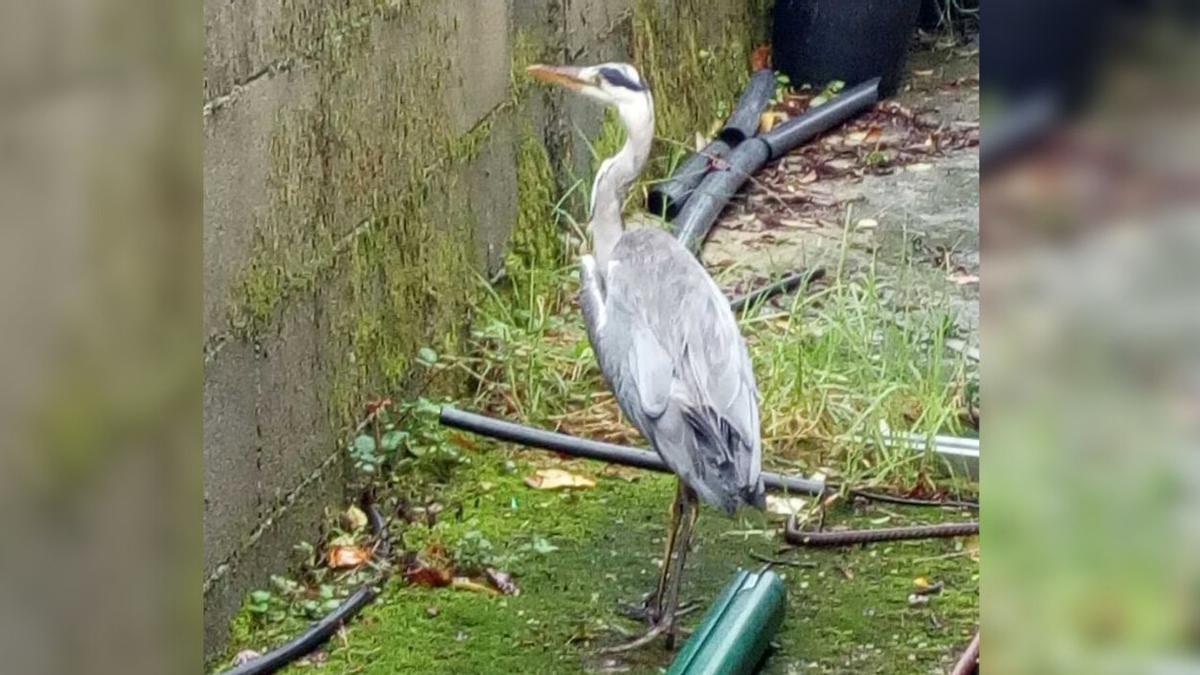 Una garza herida rescatada en Vigo.