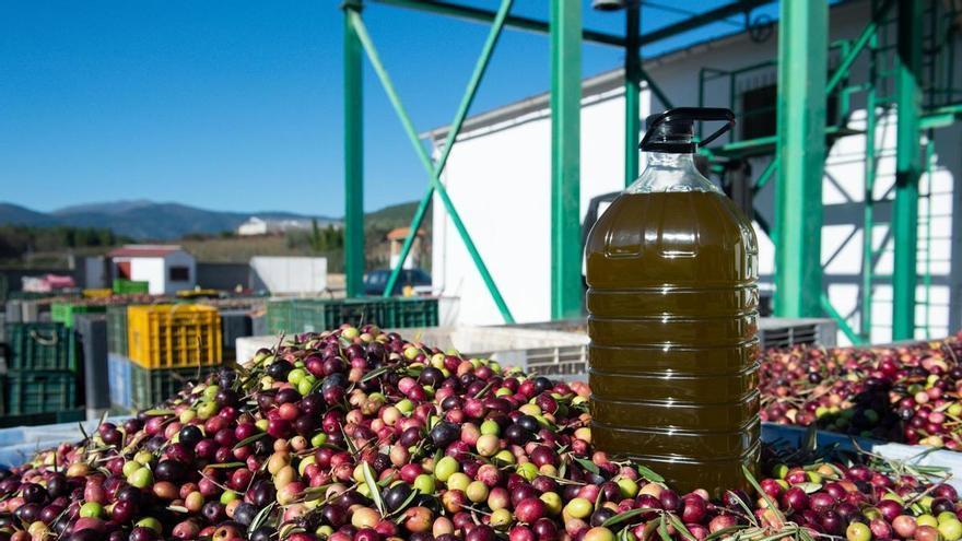 La producción de aceite de oliva cae un 9% esta campaña por culpa del exceso de lluvias