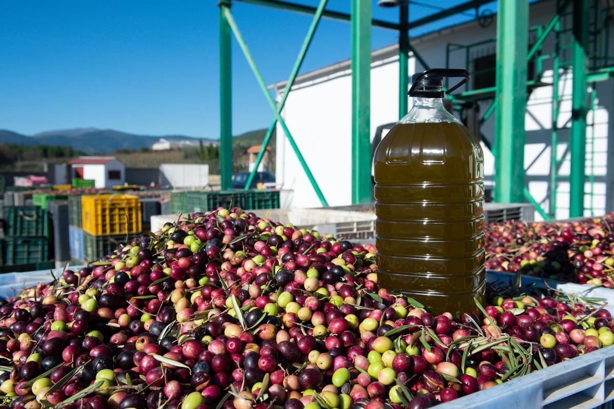 Una garrafa de aceite sobre aceitunas recién recogidas en Gata (Cáceres).