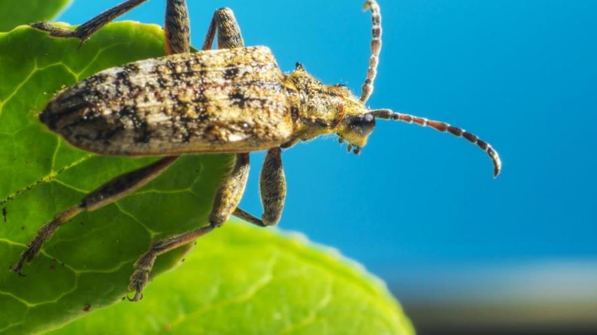 Tots els insectes tenen un paper clau en el nostre ecosistema