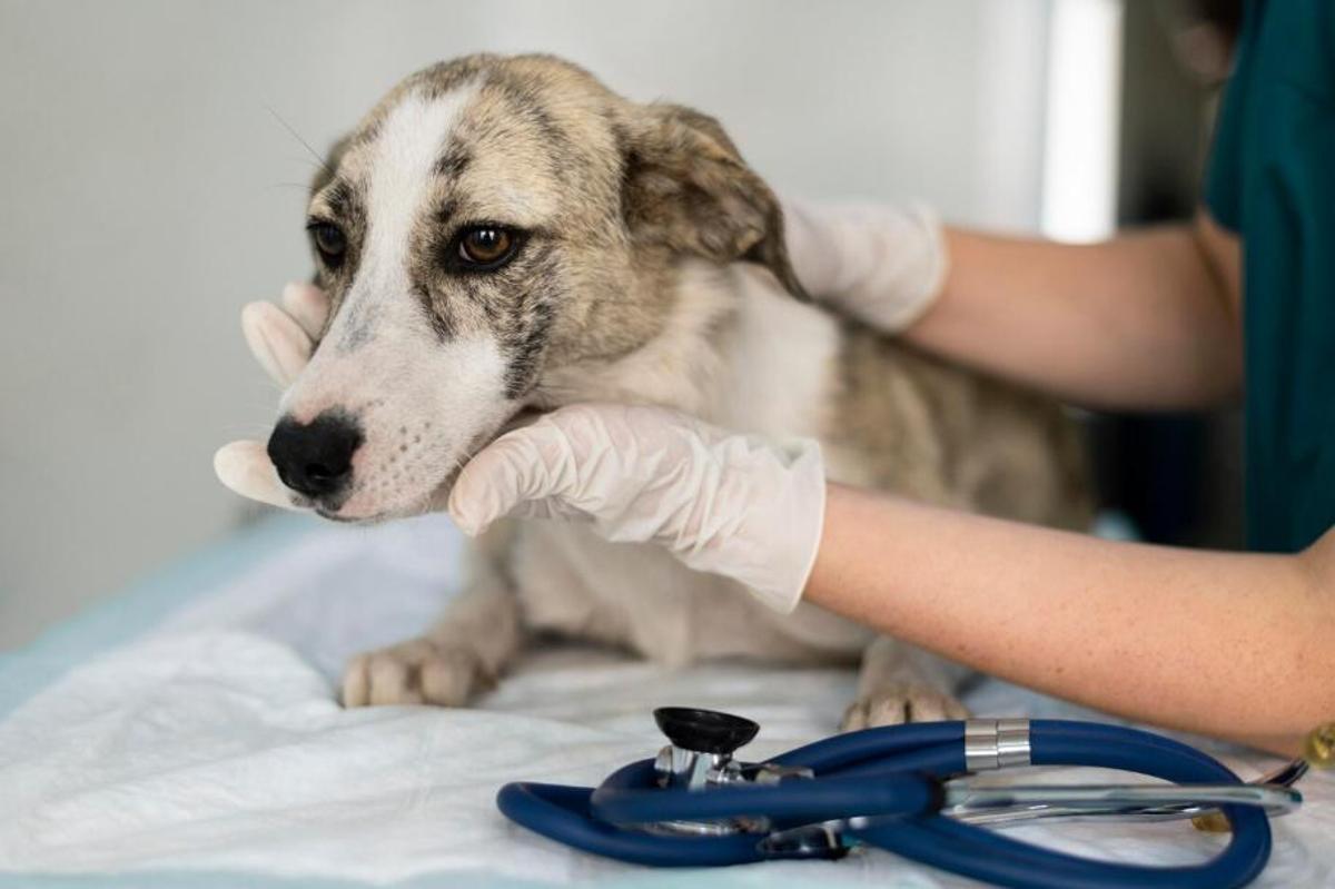 El teu gos et necessita? Això és el que diu la llei