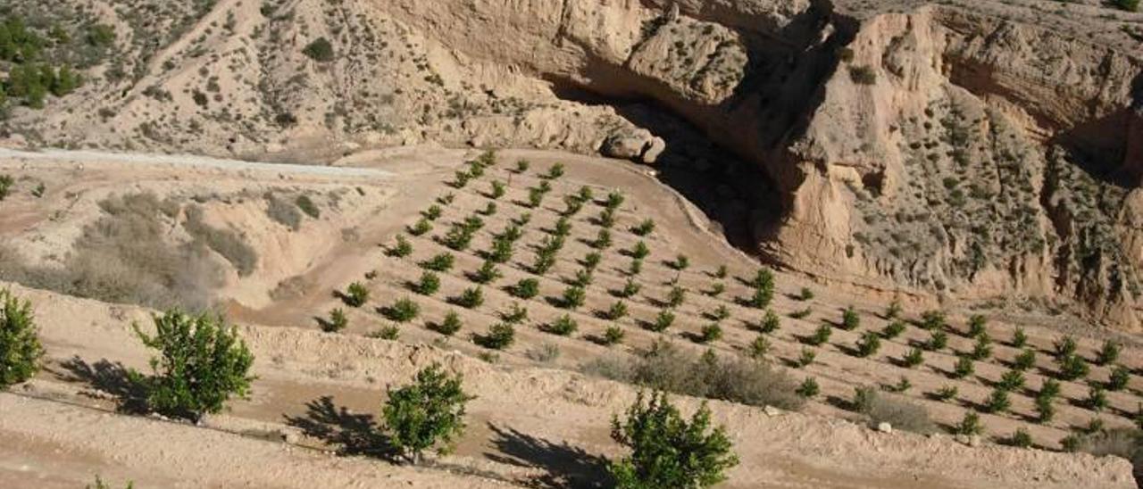 Terrenos de la Rambla Seca Salada que han sido ocupados por cultivos agrícolas sin autorización.