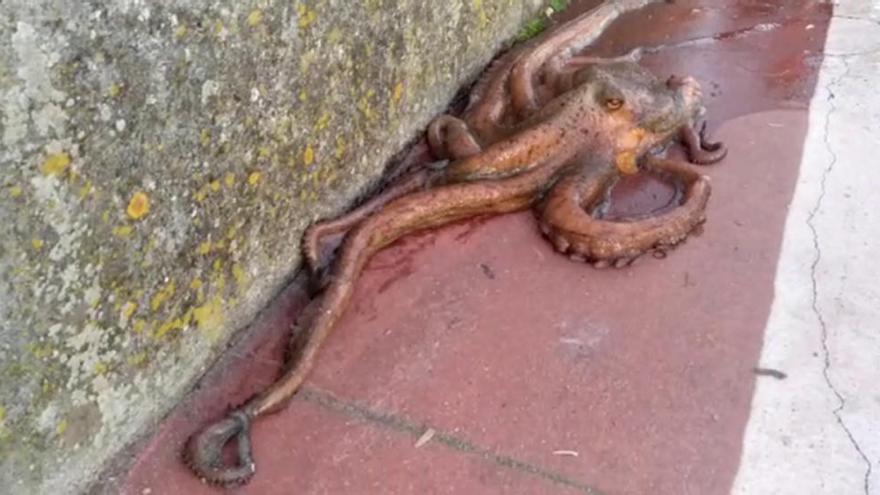 Capturado un pulpo de cinco kilos en el Naútico de Vigo