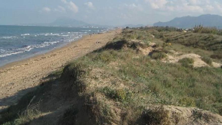 Muntanyars a la platja d&#039;Oliva.