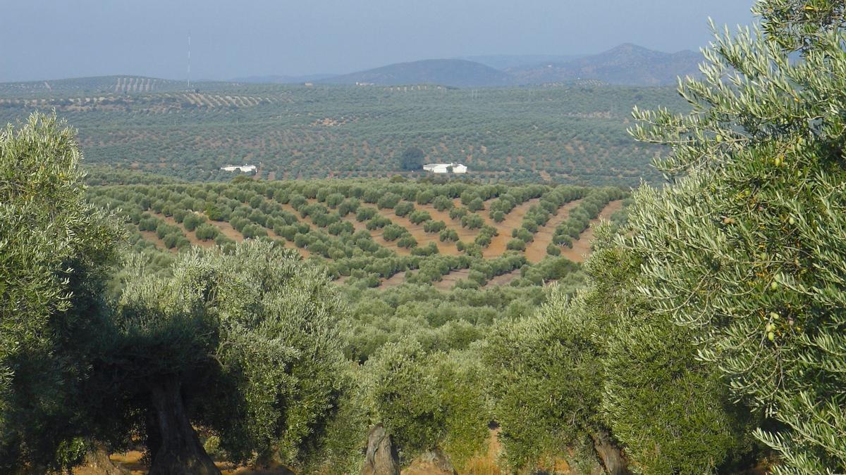Campos de olivos en la provincia de Córdoba