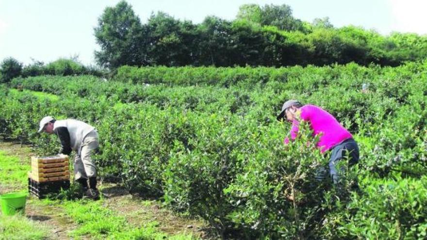 Dos trabajadores, en plena faena de recolección de arándanos en una finca de Fuentes.