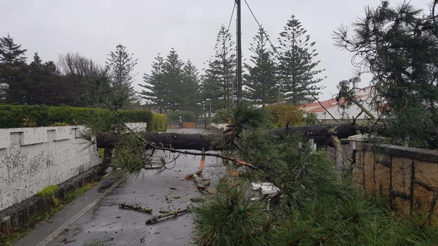 Un árbol derribado por el viento en Buraco da Londra, esta mañana.