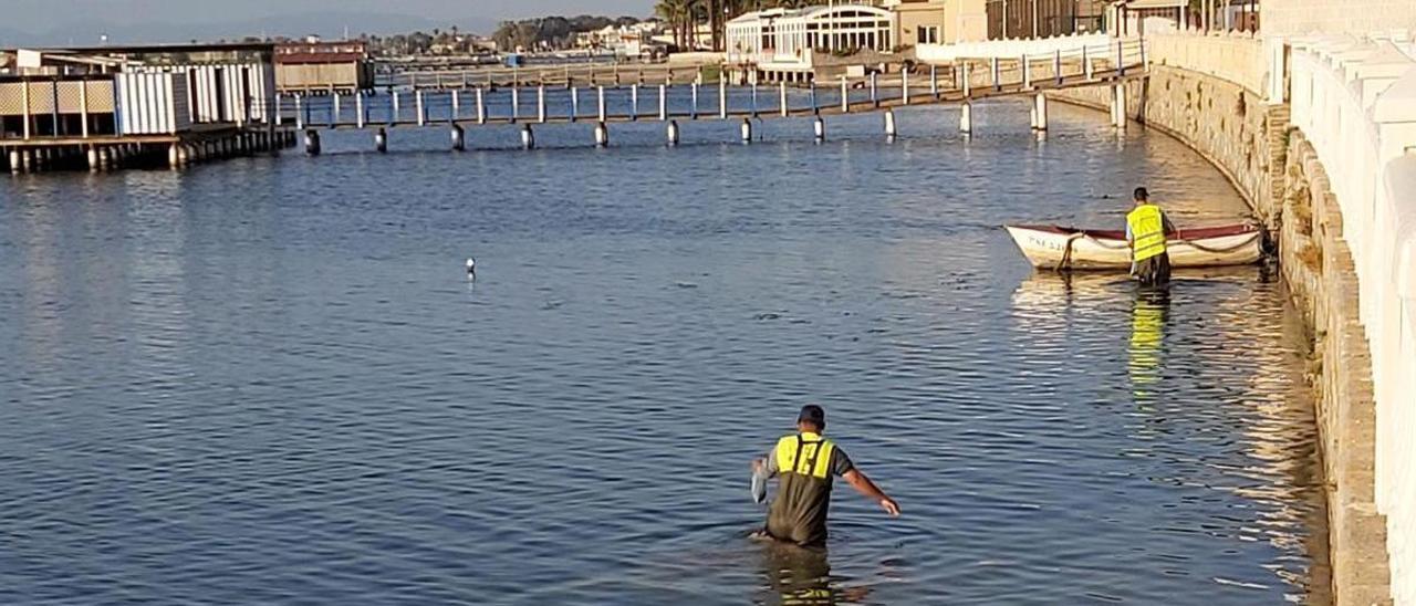 Operarios de limpieza recogen
 los cadáveres y ova verde en Santiago
 de la Ribera, ayer.  Ecologistas