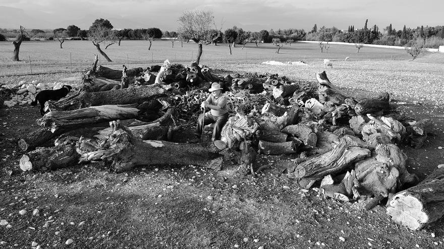 &#039;Sacrificis&#039;, el &quot;drama visual&quot; de la pérdida del almendro