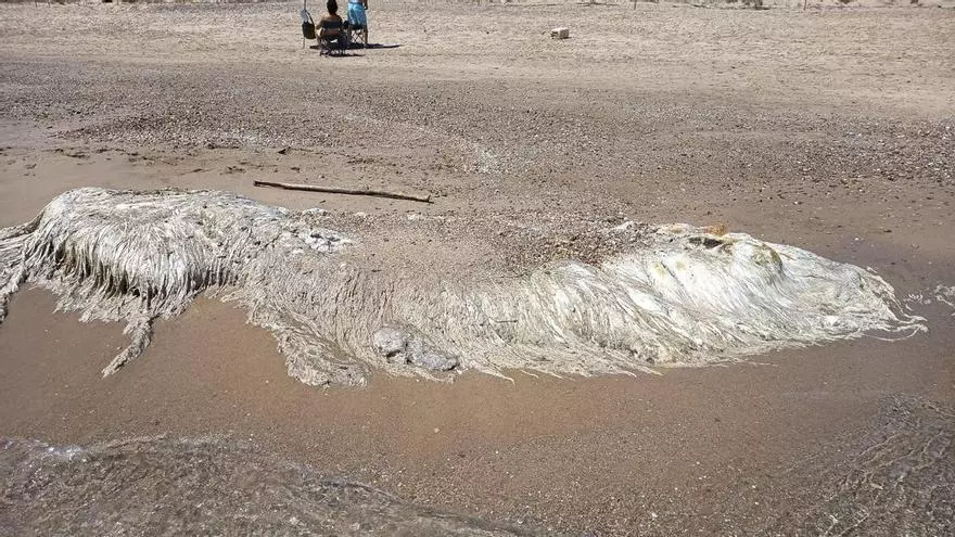El misterioso 'ser' pestilente de la playa del Saler