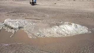 El misterioso 'ser' que ha aparecido en la orilla y apesta la playa del Saler de València