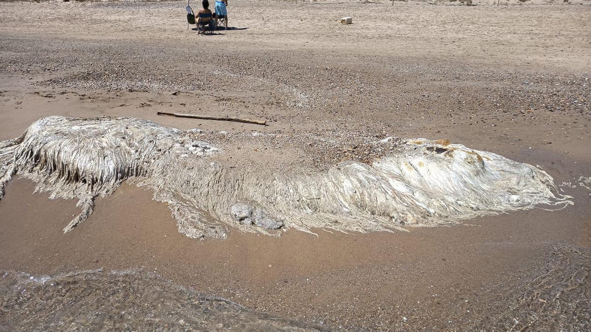 El misterioso 'ser' pestilente de la playa del Saler