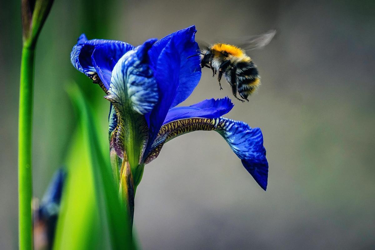 Ejemplar de abeja europea.