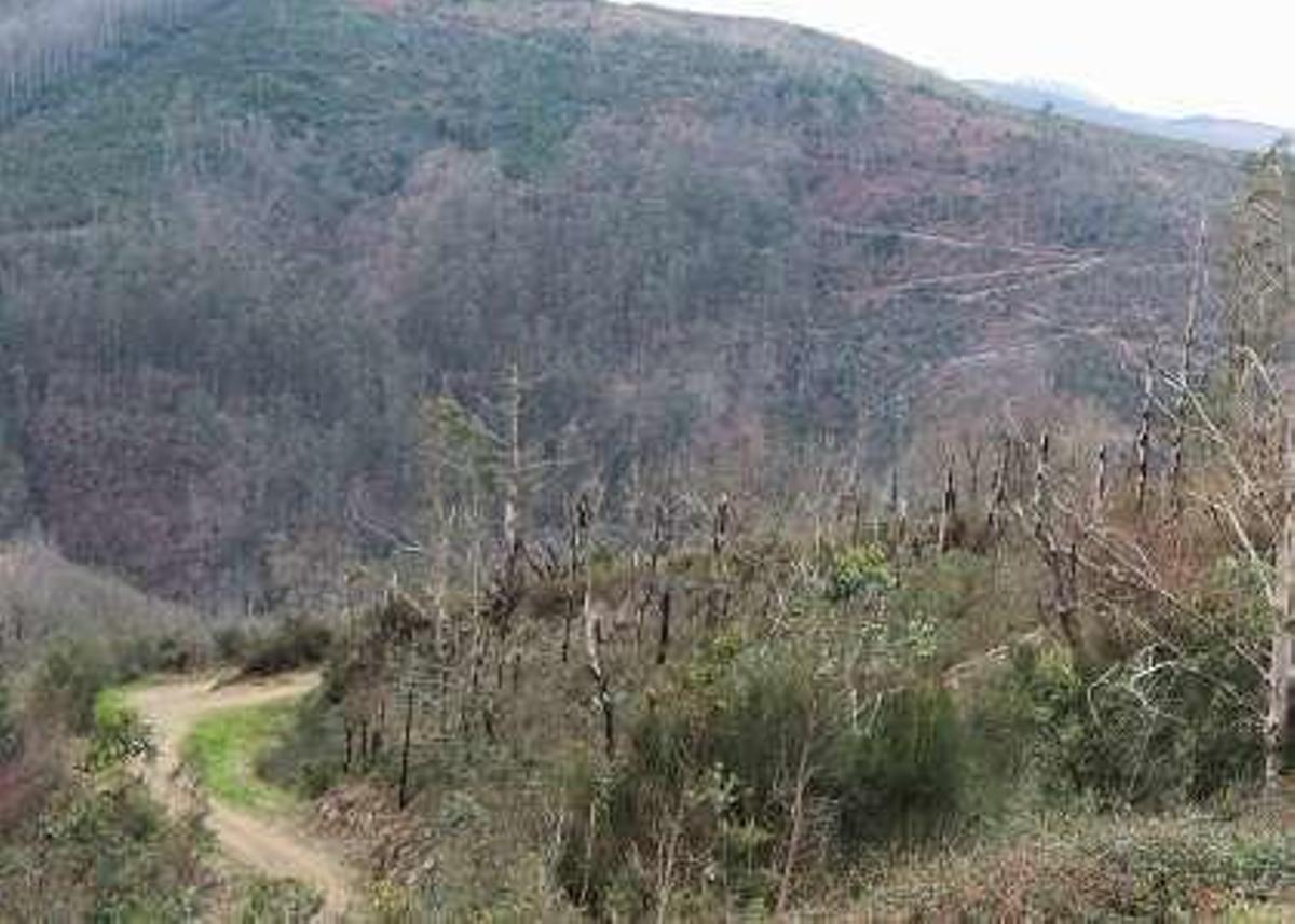 Restos del incendio en La Braña.