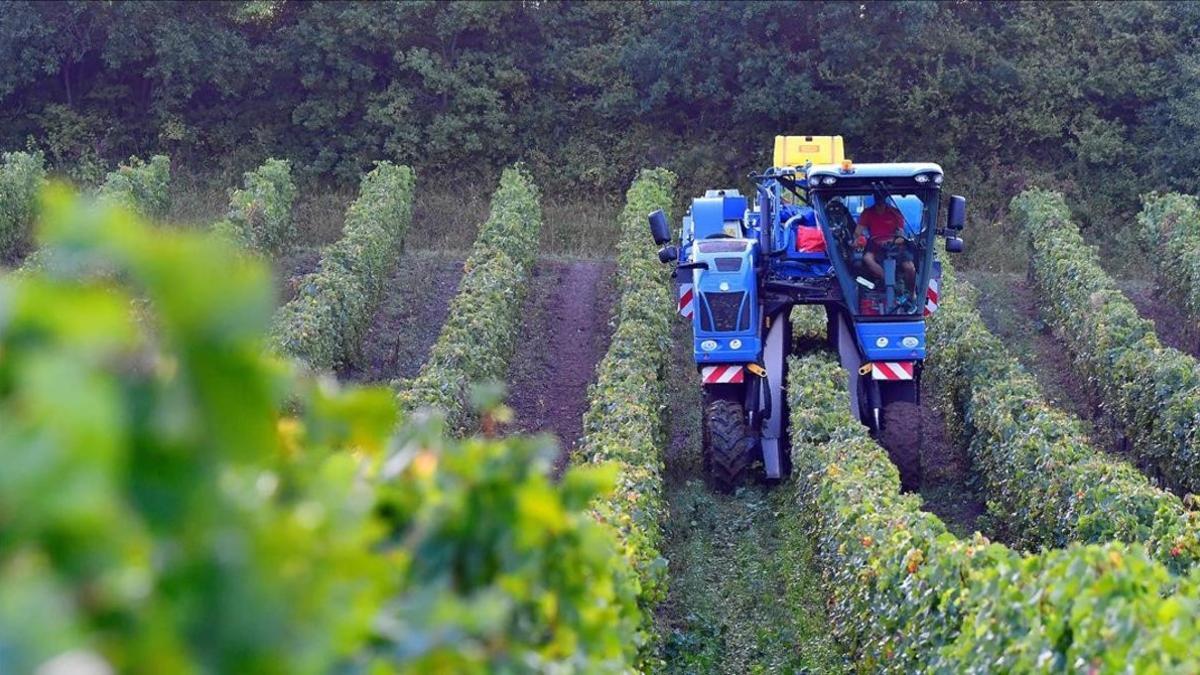 Un tractor cosechando la uva.