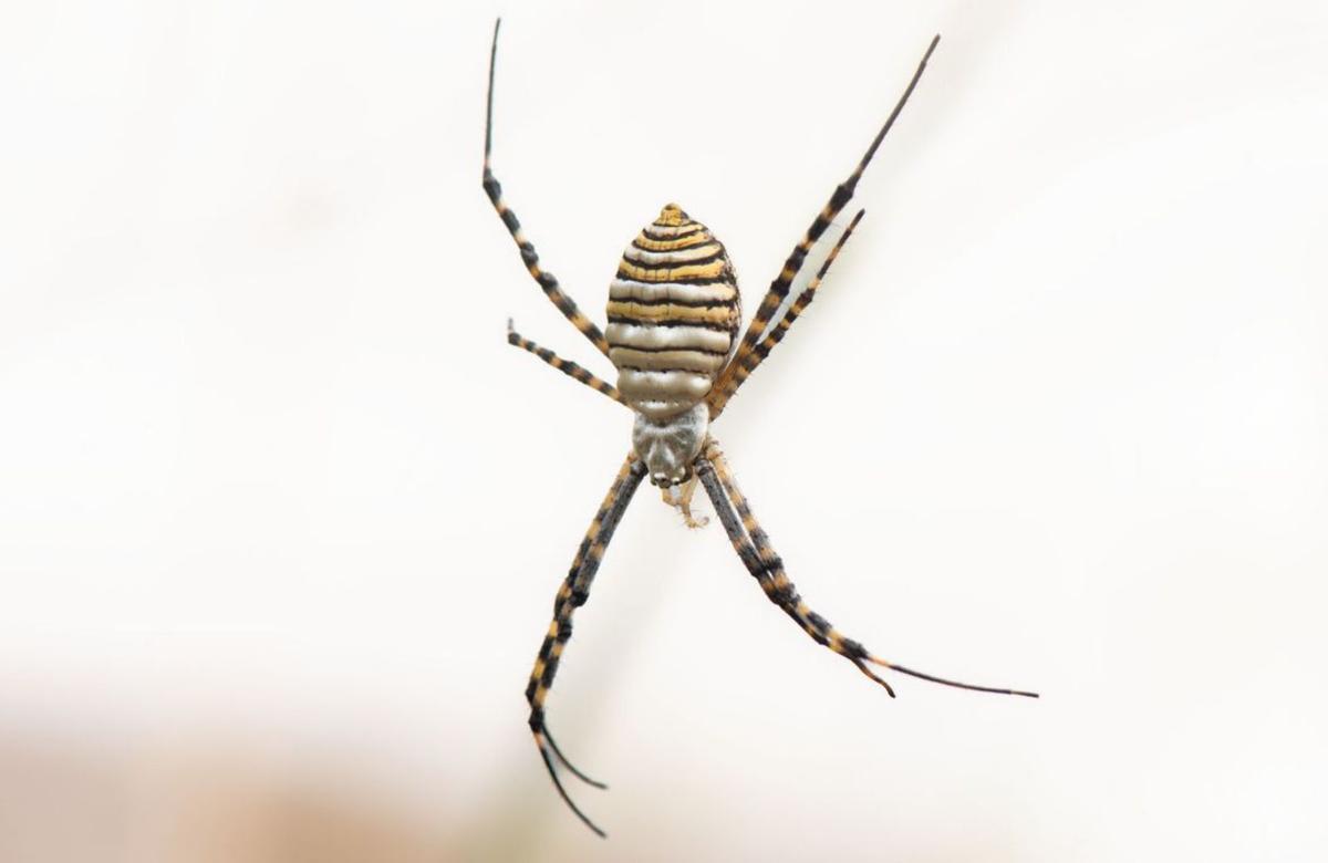 ‘Argiope bruennichi’fotografiada en SantRafel. CAT.