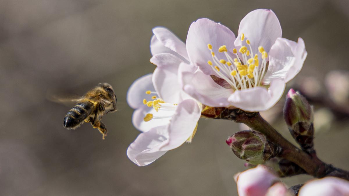 Una abeja revolotea alrededor de una flor de almendro para recolectar su polen