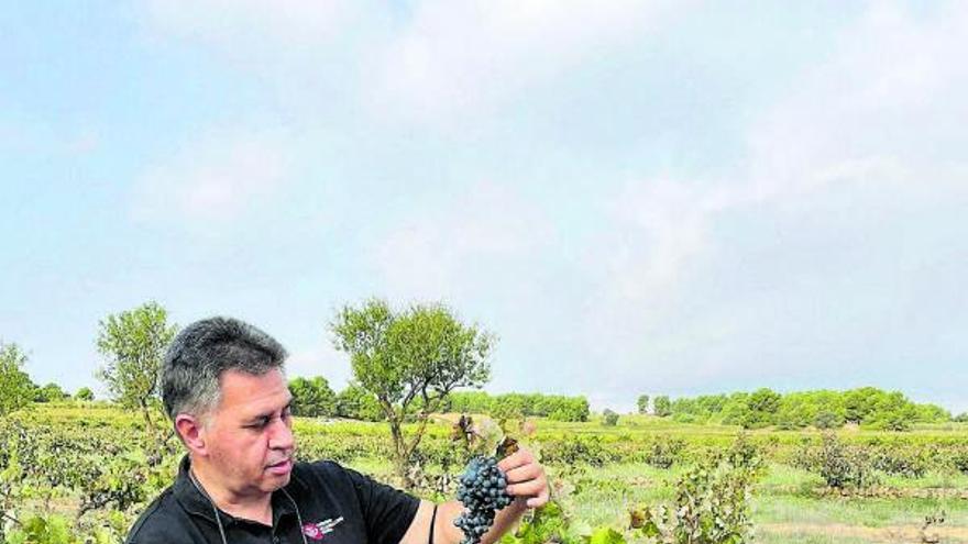 Modesto Francés vigila el estado de maduración de la uva en vendimia.